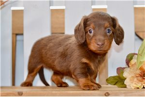 Darcy - puppy for sale
