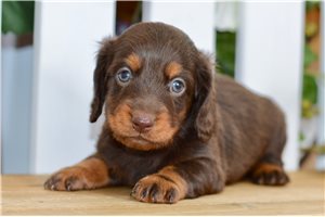 Tommy - puppy for sale