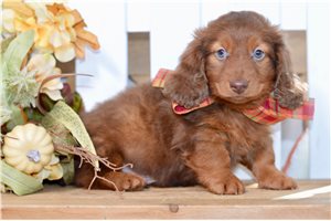 Lemuel - Dachshund for sale