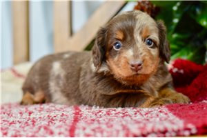 Celine - Dachshund, Mini for sale