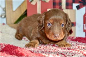 Alvin - Dachshund, Mini for sale