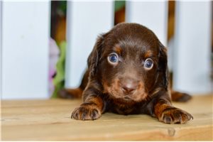 Steve - puppy for sale