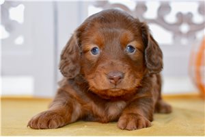 Lemuel - Dachshund for sale