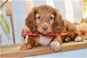 Anya - Dachshund for sale