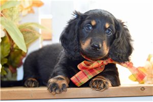 Auggie - Dachshund for sale