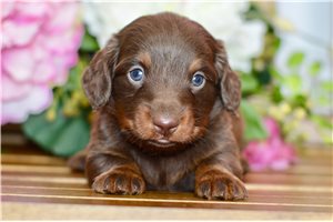 Trucker - Dachshund, Mini for sale