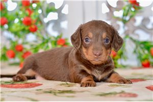 Christie - Dachshund for sale