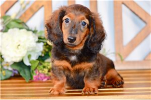 Newton - Dachshund, Tweenie for sale