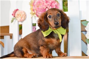 Newton - Dachshund, Tweenie for sale