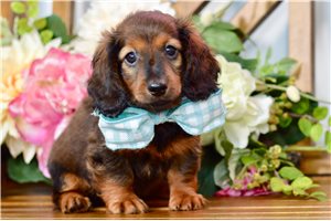 Newton - Dachshund, Tweenie for sale