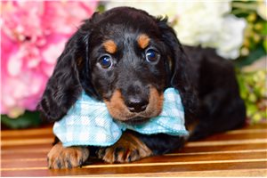 Nino - Dachshund, Tweenie for sale