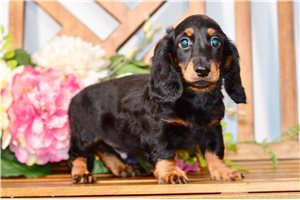 Nino - Dachshund, Tweenie for sale