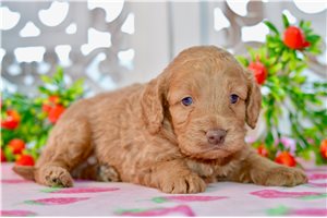 Wade - puppy for sale