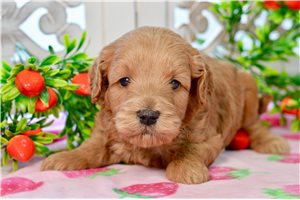 Walker - Goldendoodle, Mini for sale