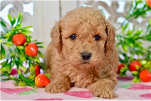 Wendell - puppy for sale