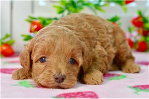 Willa - puppy for sale