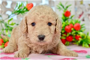 Woodrow - puppy for sale