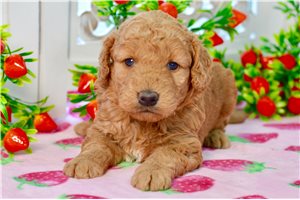 Waylon - puppy for sale