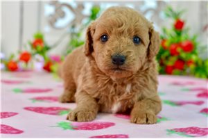 Wallace - puppy for sale