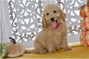 Woodrow - puppy for sale