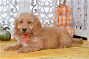 Waylon - puppy for sale