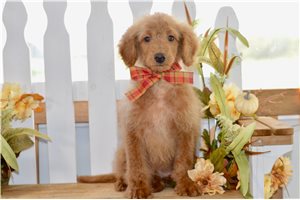 Watson - Mini Goldendoodle for sale