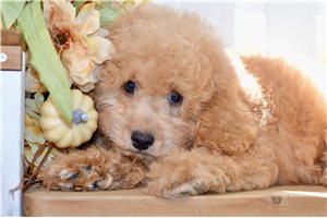 Wendell - Mini Goldendoodle for sale