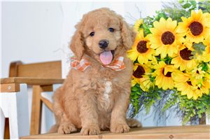 Waylon - Goldendoodle, Mini for sale
