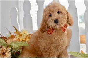 Walker - Mini Goldendoodle for sale