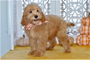 Walker - Mini Goldendoodle for sale