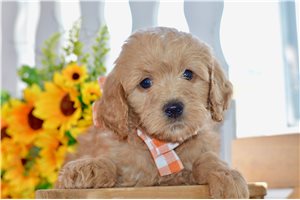 Walker - Goldendoodle, Mini for sale