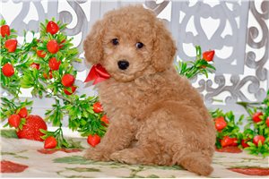 Wendell - Goldendoodle, Mini for sale