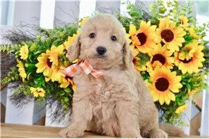 Woodrow - Goldendoodle, Mini for sale