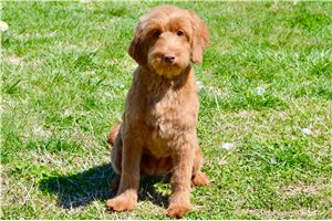 Carlotta - puppy for sale