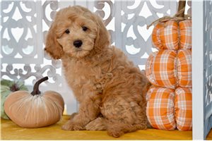 Walker - puppy for sale