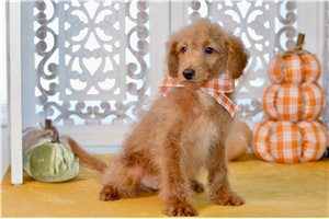 Watson - Mini Goldendoodle for sale