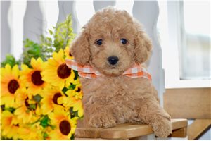 Wendell - Goldendoodle, Mini for sale