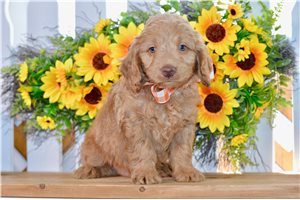 Wade - Goldendoodle, Mini for sale