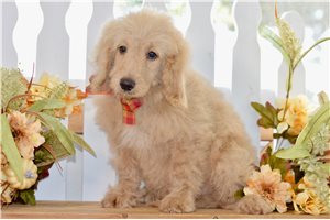 Woodrow - Mini Goldendoodle for sale