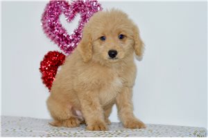 Cartwright - puppy for sale