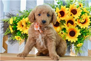 Wallace - Goldendoodle, Mini for sale
