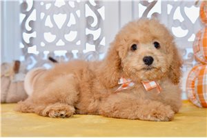 Wendell - Mini Goldendoodle for sale