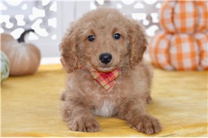 Watson - Goldendoodle, Mini for sale