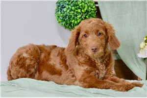 Camille - puppy for sale
