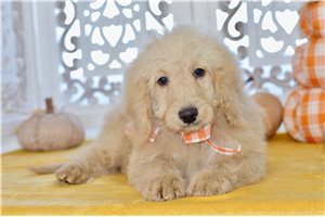 Woodrow - Mini Goldendoodle for sale