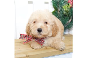 Aurelius - Miniature Poodle for sale
