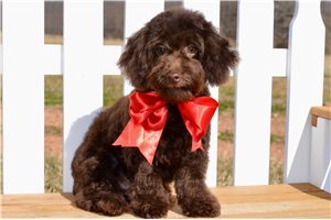 Wesley - Poodle, Miniature for sale