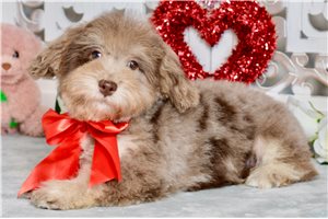 Wyatt - puppy for sale