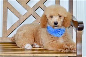 Henry - Poodle, Miniature for sale