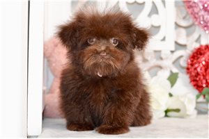 Winter - puppy for sale